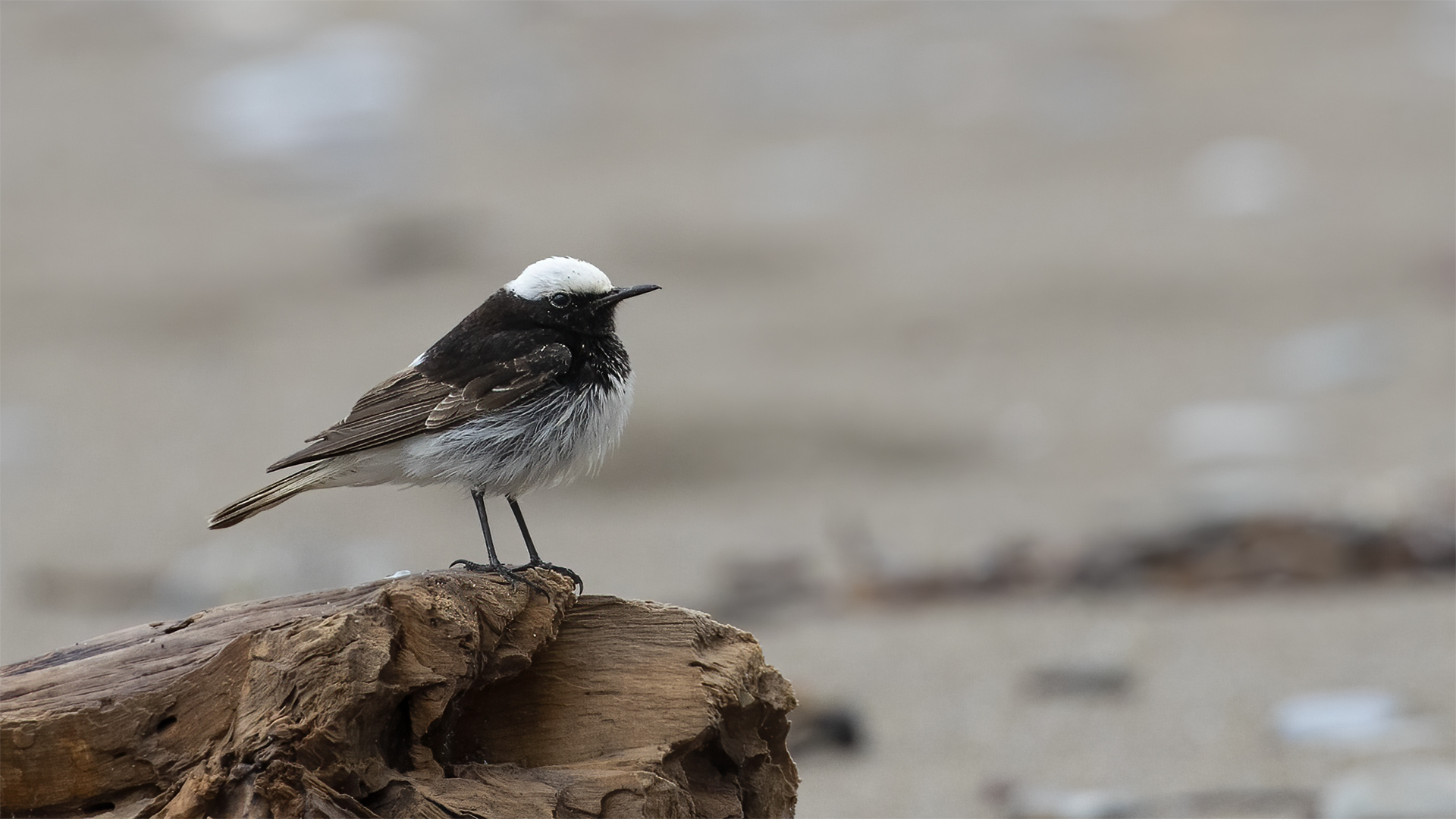 Hooded Wheatear